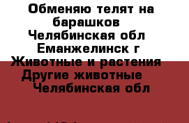 Обменяю телят на барашков - Челябинская обл., Еманжелинск г. Животные и растения » Другие животные   . Челябинская обл.